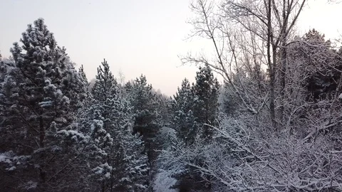 Winter forest. The camera moves smoothly near the treetops. Snowing. 4K shooting 動画素材 100992138