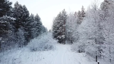 Winter forest. The camera rises smoothly. Snowing. The weather is overcast. Stock Footage 100991156