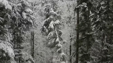 Winter forest camera rising into white clouds Stock Footage 146033639