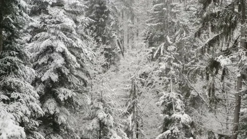 Winter forest camera rising into white clouds2 Stock Footage 146034014