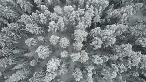 Winter forest camera rotates Video stock 167602696