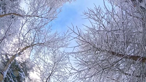 Winter forest, camera rotates from a low angle Stock Footage 317715346