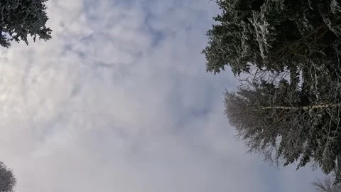 Winter forest, camera rotates from a low angle, camera rotation Stock Footage 317715902