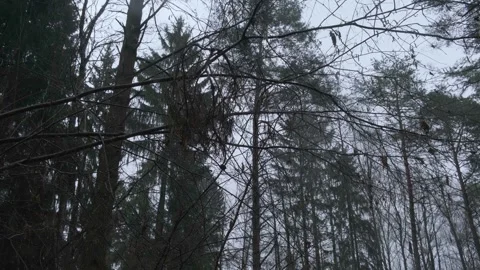 Winter Forest Canopy with Bare Trees and Evergreens Stock Footage 330316481