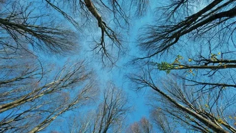 Winter forest canopy, leafless tree tops, upward tree view Stock-Footage 311628129