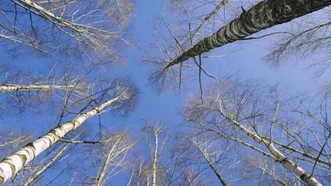 Winter Forest Canopy View, Bare Birch Trees Against Clear Blue Sky Vidéo 334667726