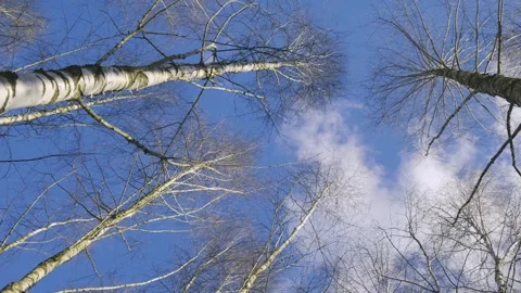 Winter Forest Canopy View, Bare Birch Trees Against Blue Sky With White Clouds Vidéo 334667727