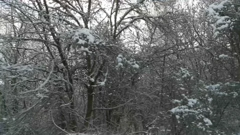 Winter forest car window movement Stock Footage 161128302