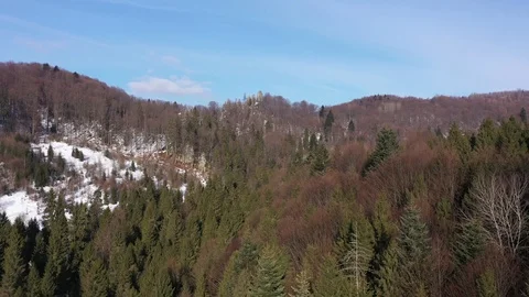 Winter forest at Carpathian Mountains. Stock Footage 117191403