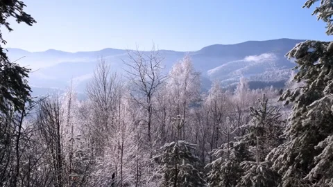 Winter forest in the Carpathian mountains Stock Footage 257072974