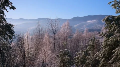 Winter forest in the Carpathian mountains Stock Footage 257074198