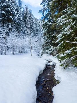 Winter forest in the Carpathians Stock Photos