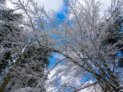 Winter forest in the Carpathians Foto stock