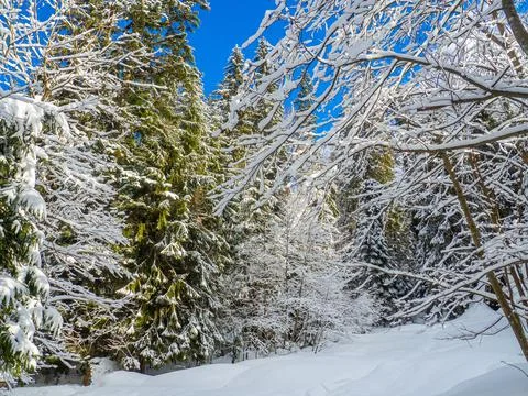 Winter forest in the Carpathians Stock Photos