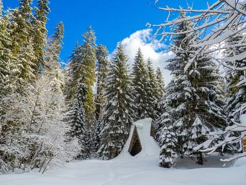 Winter forest in the Carpathians Stock Photos