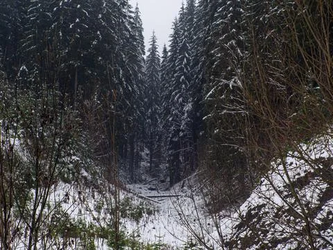 Winter forest in the Carpathians Stock Photos