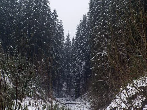 Winter forest in the Carpathians Stock Photos