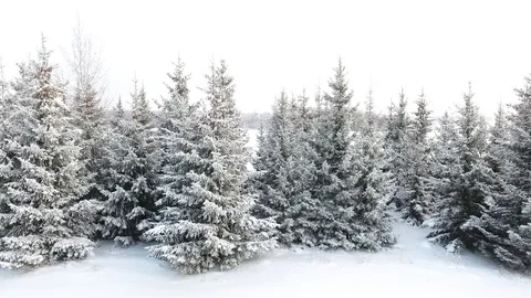  Winter forest of Christmas trees Stock Footage 83219365