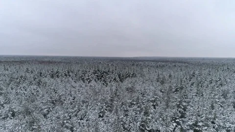  Winter forest of Christmas trees Stock Footage 83303013