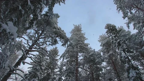 Winter Forest Cinematic Stock Footage 200830888