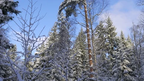 Winter forest on a clear day Stock Footage 100355863