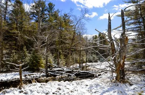 Winter forest on a clear day. Foto stock