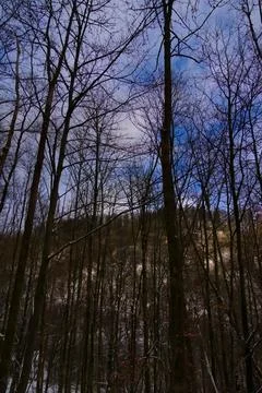 Winter Forest with a Clear Sky Stock Photos