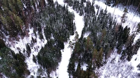 Winter forest clearing with snow, creating a path through evergreen trees Stock Footage 330899249