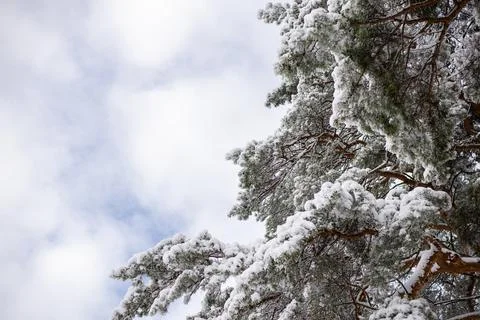 Winter forest close up Stock Photos