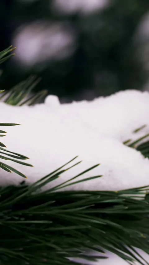 Winter forest. close-up. Snowy pine trees, snow covered branches. pine trees of Video stock 320304485