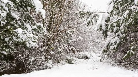 Winter forest at cloudy day. Snow covered trees Stock Footage 83295857
