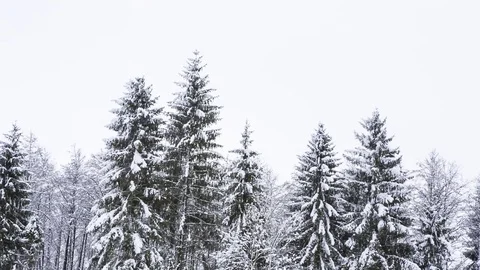 Winter forest at cloudy day. Snow covered trees Stock Footage 83296381
