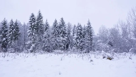Winter forest at cloudy day. Snow covered trees. Stockbeeldmateriaal 83297357