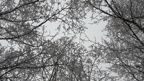 Winter forest in cloudy weather, the crown of the trees are covered with frost 库存影片 147500211