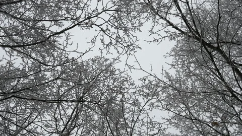 Winter forest in cloudy weather, the crown of the trees are covered with frost Stock Footage 147500405