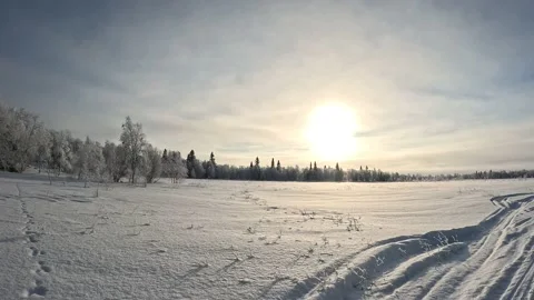 Winter forest cold Stock Footage 235132518