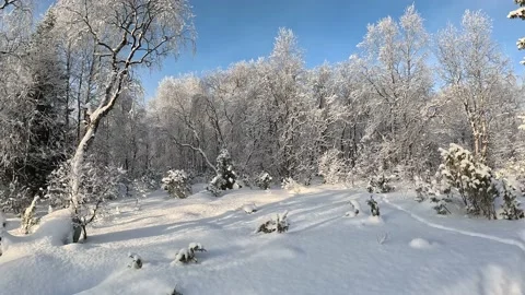 Winter forest cold Stock Footage 235132558