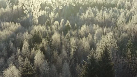 Winter Forest at Cold Morning Stock Footage 258286892