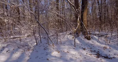 Winter forest copter Video stock 99170629