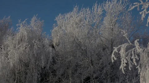 Winter forest like corals Stock Footage 106877868
