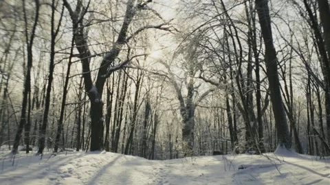 Winter Forest Covered with Deep Snow Stock Footage 345642888