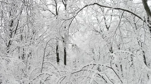 Winter forest covered with the first snow. Stock Footage 294098009