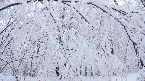 Winter forest covered with the first white snow. Video stock 294098650