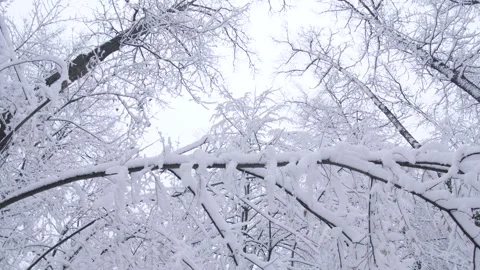 Winter forest covered with the first white snow. Stock Footage 294098730