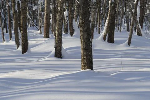 Winter forest covered with fresh snow. Stock Photos