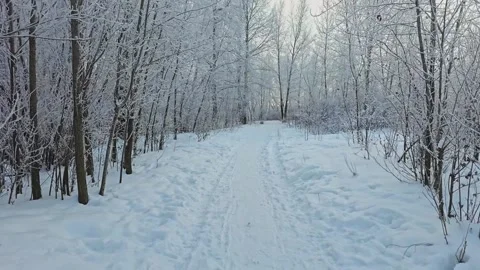 Winter forest covered with frost. Cloudy weather. Vídeos de archivo 318060074