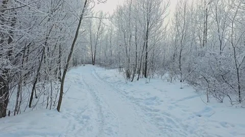 Winter forest covered with frost. Cloudy weather. Stock-Footage 321566979