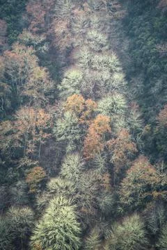 Winter forest covered with lichens among the fog Stock Photos