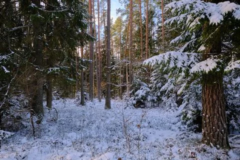 Winter forest covered in snow creating serene woodland scene Stock Photos