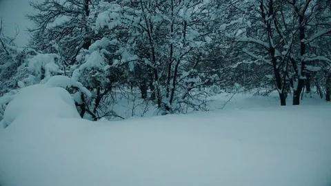 Winter forest covered with snow Stock Footage 101103334